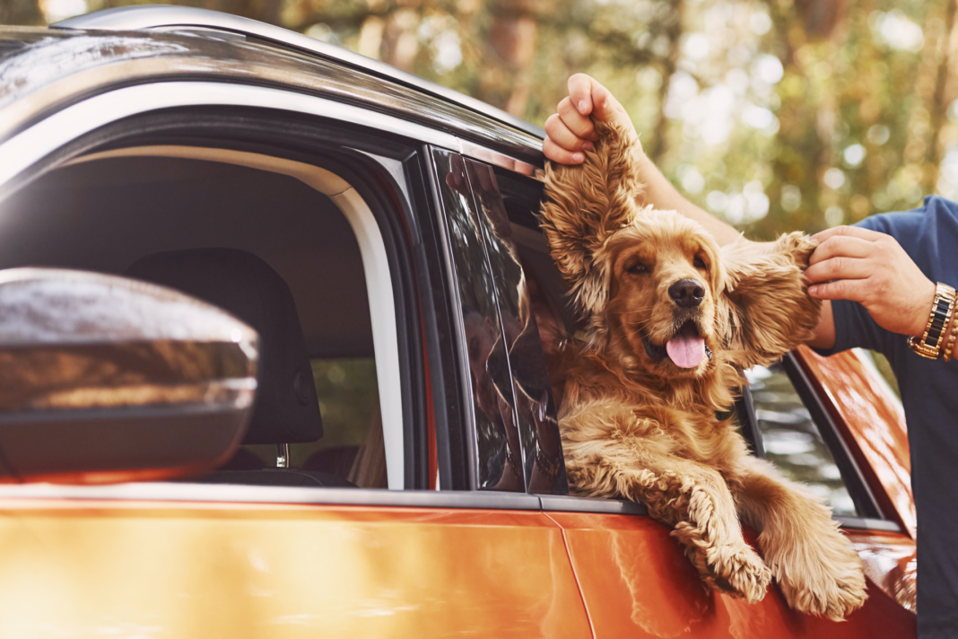 ペット犬ドライブ安全