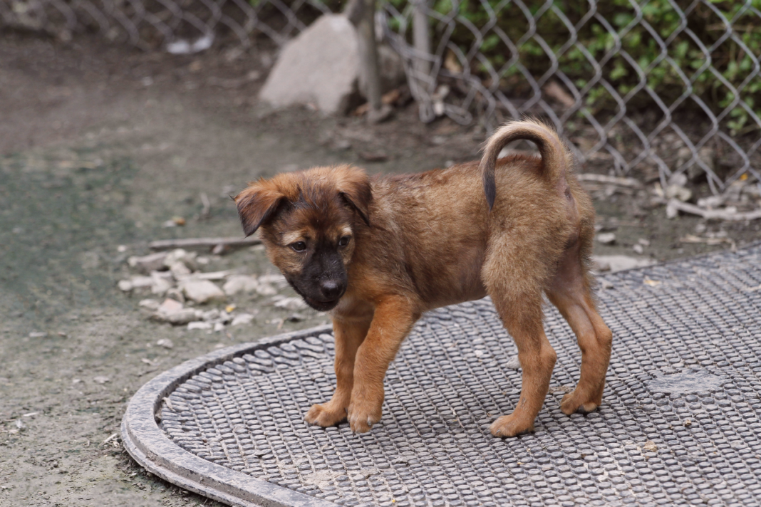 野犬,怖いもの,慣れない