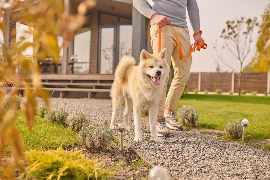 犬まとめ千葉宿泊ドッグラン.png