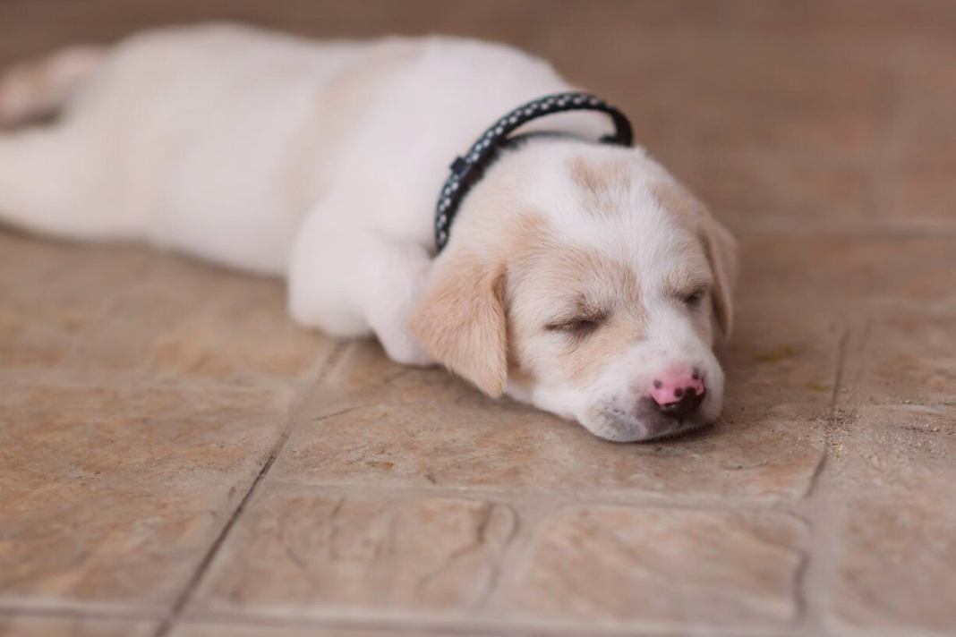 犬まとめ,犬,床,おすすめ