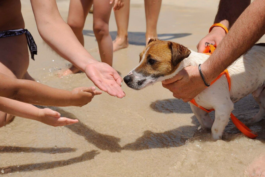 犬まとめ,触ってもいいですか,犬