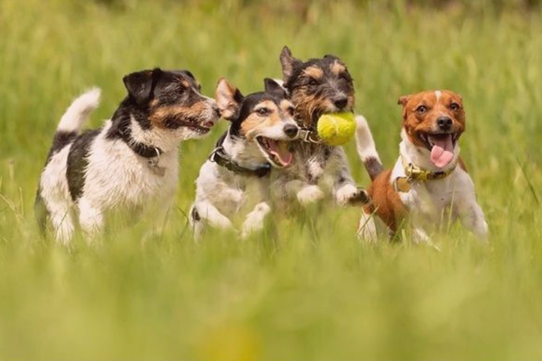 犬まとめ,犬,犬友,犬の友達