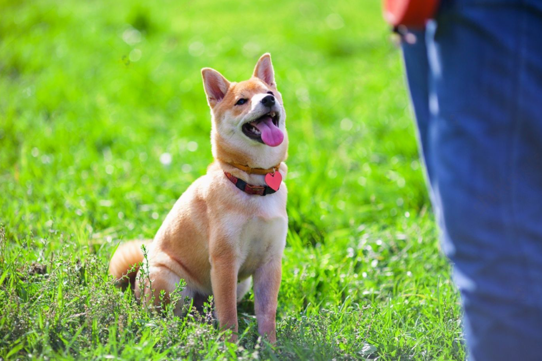 犬まとめ犬コマンドシニア犬実用的