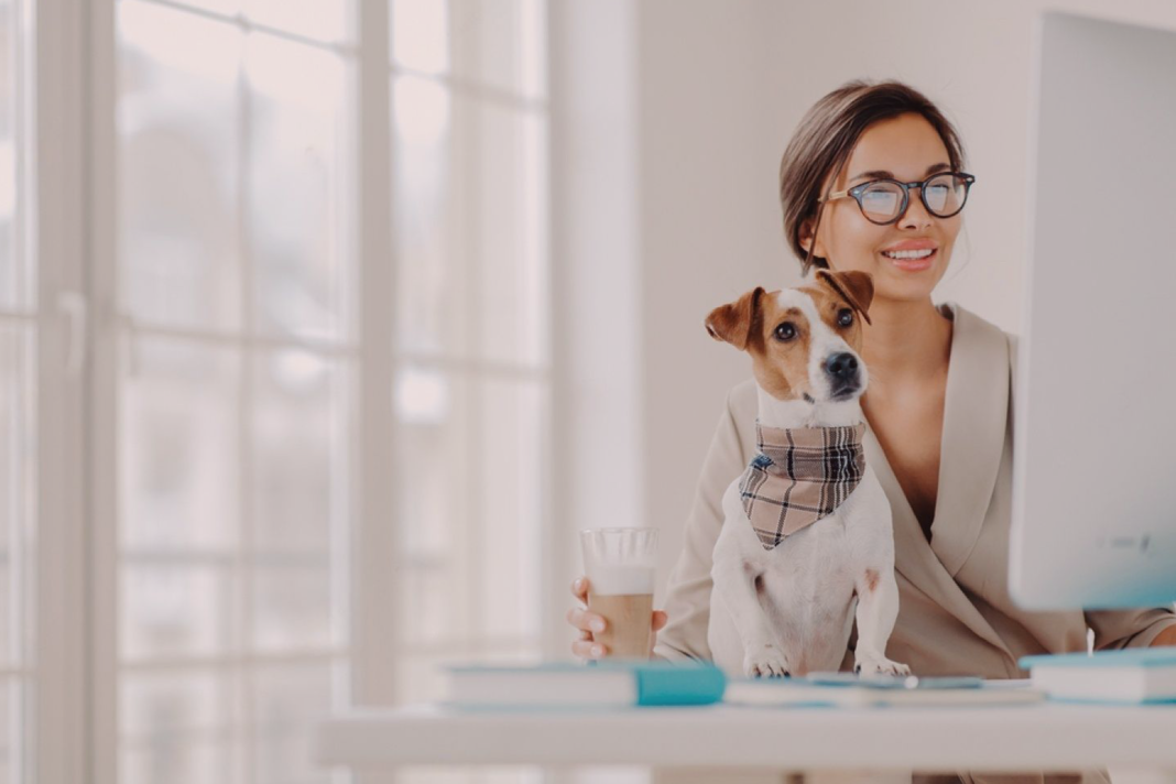 犬まとめ,犬,資格,犬の資格