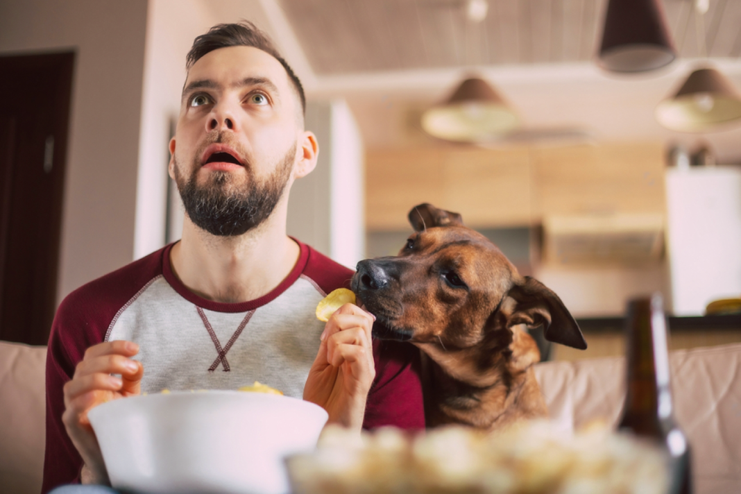 犬まとめ,犬,テレビ,見える,見てる,