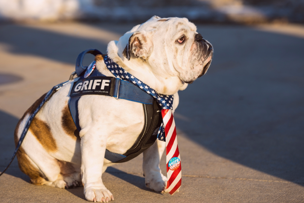 犬まとめ,犬,ファーストドッグ,アメリカ,大統領