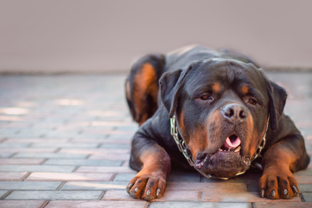 犬まとめ,犬,胃腸炎,急性胃腸炎,嘔吐,