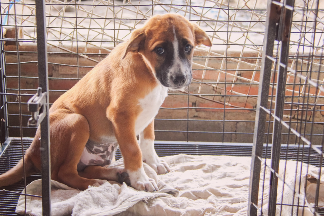 犬まとめ,犬,野犬,元保護犬,元野犬