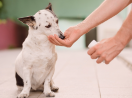 犬まとめ,犬,犬用サプリ,アンチノール,モエギキャップ