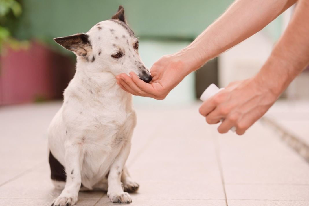 犬まとめ,犬,犬用サプリ,アンチノール,モエギキャップ