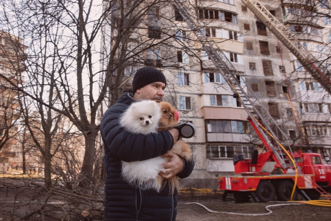 犬まとめ,犬,災害,防災,避難所