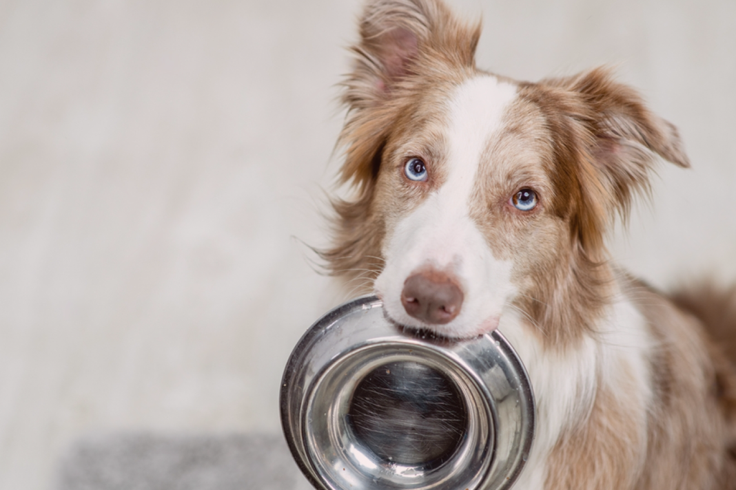 犬まとめ,犬,犬用食器,素材,形